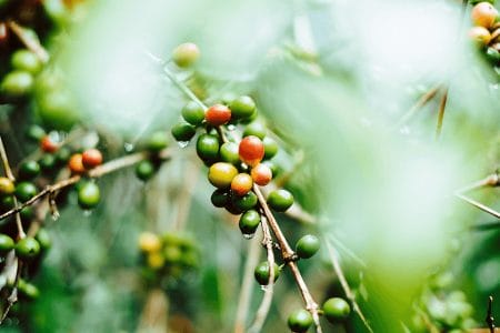 Perk Coffee - Coffee Plant - Gerson Cifuentes
