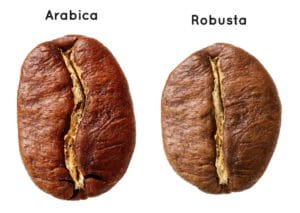 Exploring The Connection Between Canephora & Robusta - Perfect