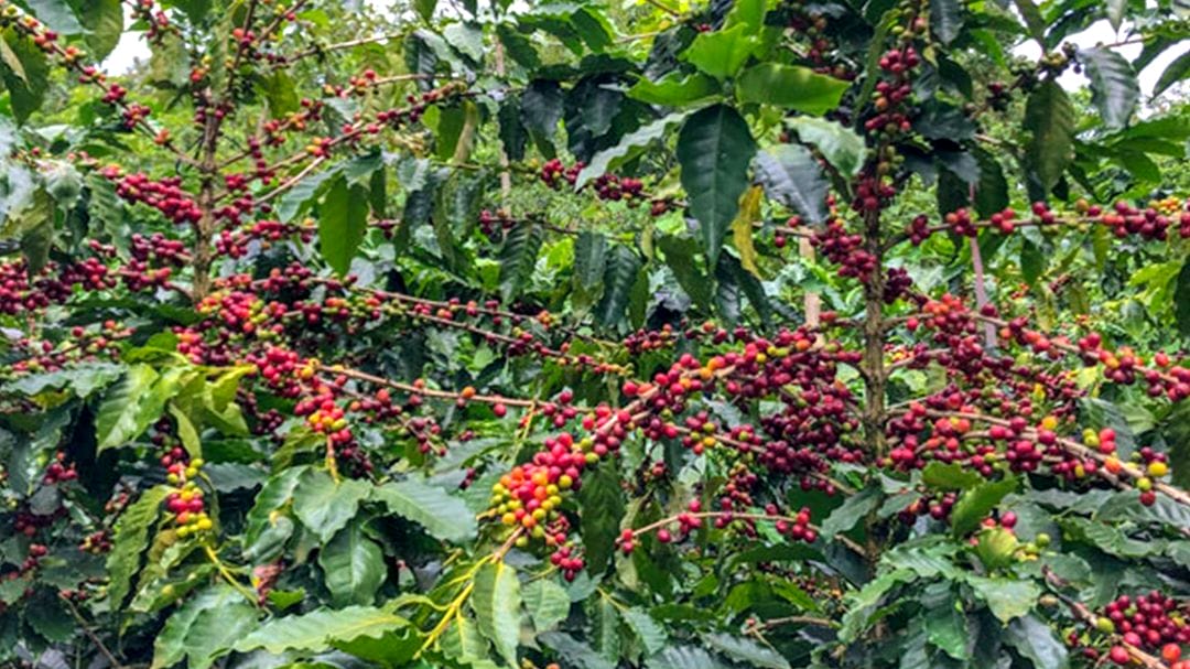 Perk Coffee - Coffee Fruit